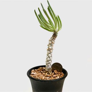 NEIGHBORHOOD（プランター）のフリマアイテム一覧