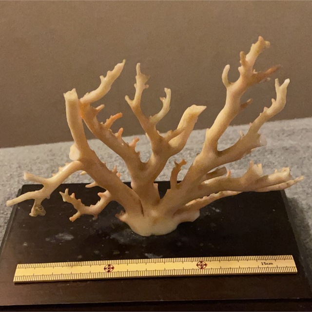 ピンク珊瑚彫刻-菊（置物）449KN