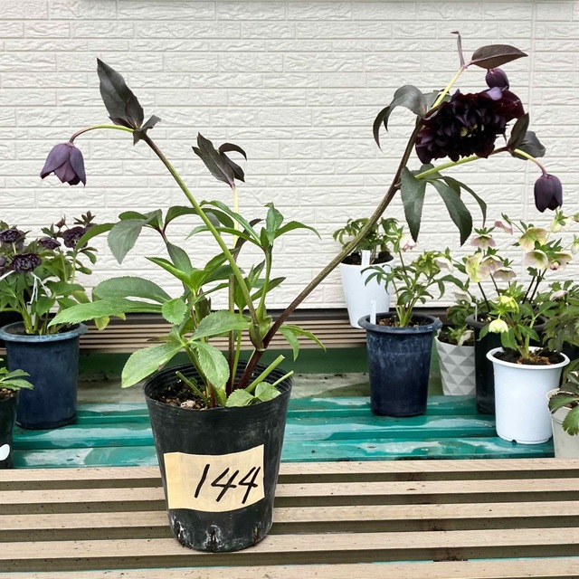 クリスマスローズクレオパトラなど黒花交配発芽苗10 厳選クリスマス