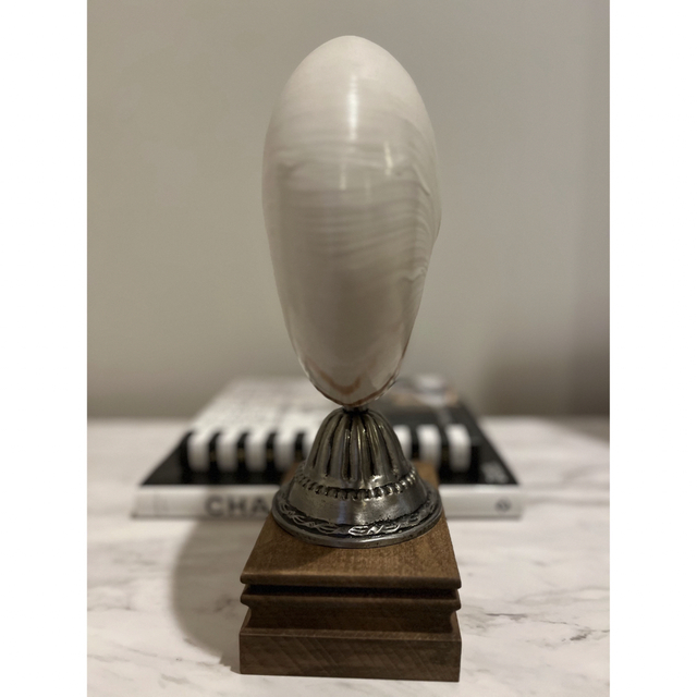 オウムガイ 標本 貝殻 インテリア アート アンティーク 貝 オブジェの