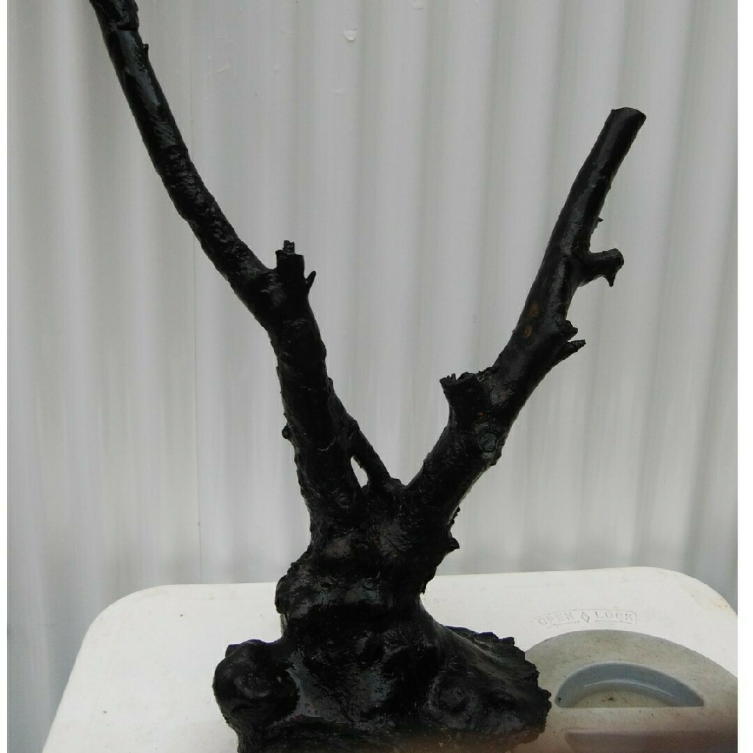 海松珊瑚の通販 by よっくん's shop｜ラクマ