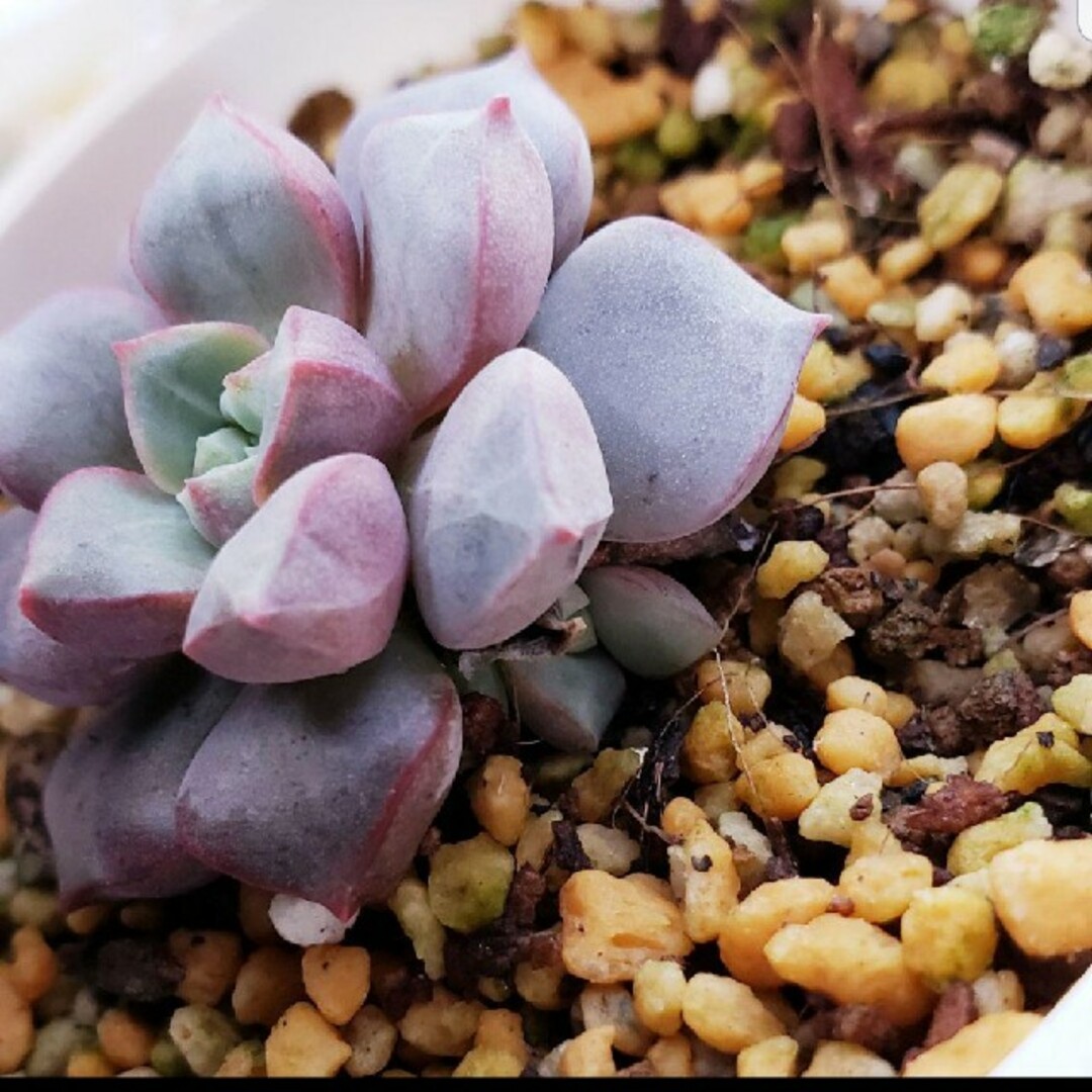 多肉植物 サファイア 抜き苗 の通販 by WHO shop｜ラクマ