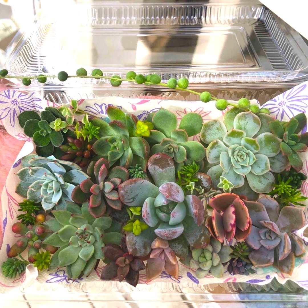 6/29カット苗詰め合わせ♪7/1まで。多肉植物セダム 多肉植物 カット苗