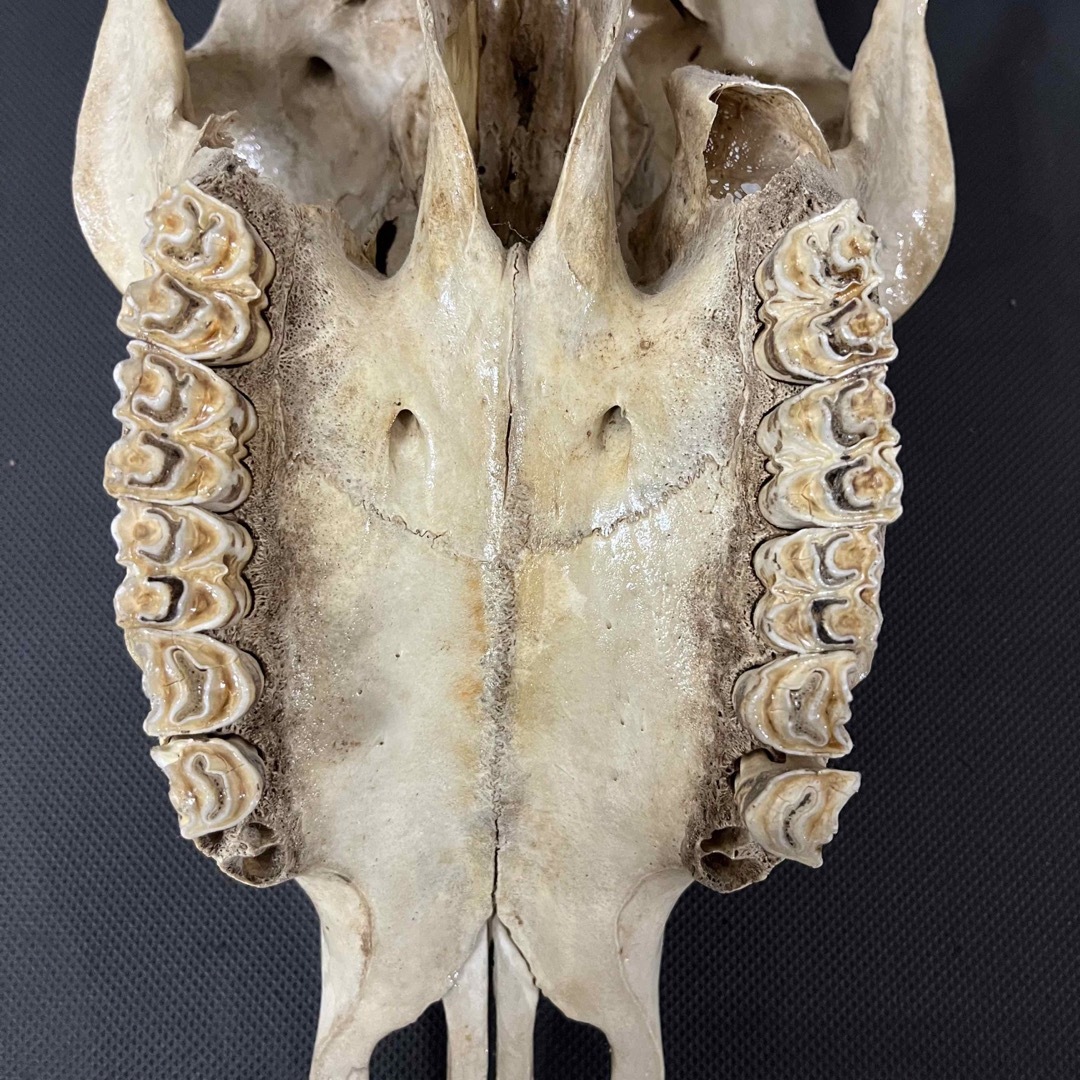 希少品 ヴィンテージ スカルヘッド バッファロースカルの通販 by