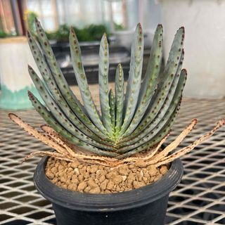 アロエ コンプレッサ シストフィラの通販 by golden88's shop｜ラクマ