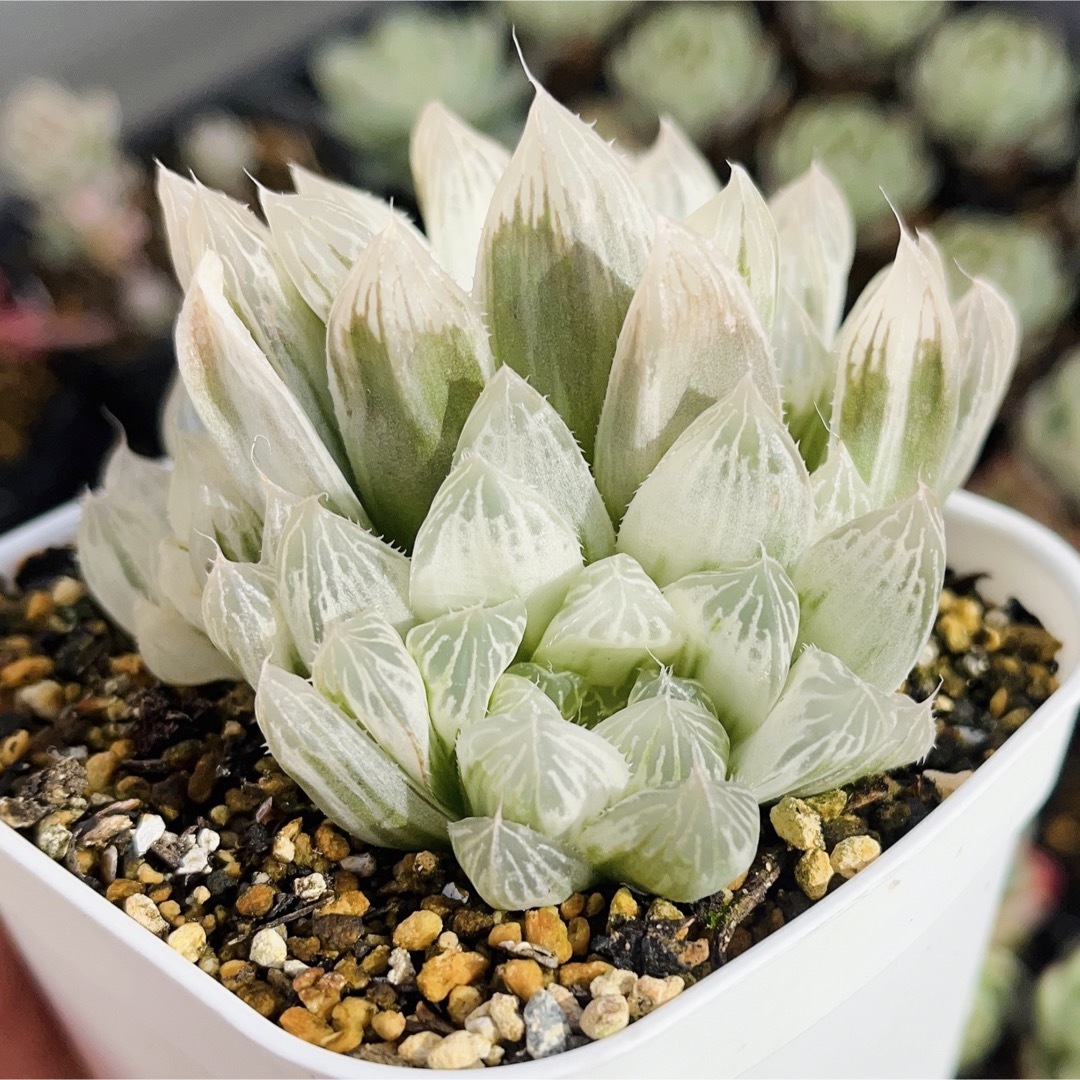 ハオルチア クーペリー錦 極上斑2の通販 by ♡chako♡プロフ必読