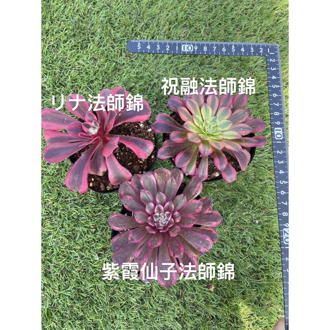 アエオニウム 3種セット法師錦の通販 by キエ｜ラクマ