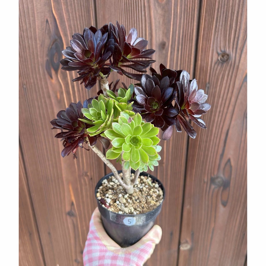 多肉植物 アエオニウム 2色枝 黒法師 抜き苗 ⑤の通販 by ＊ふくちゃん
