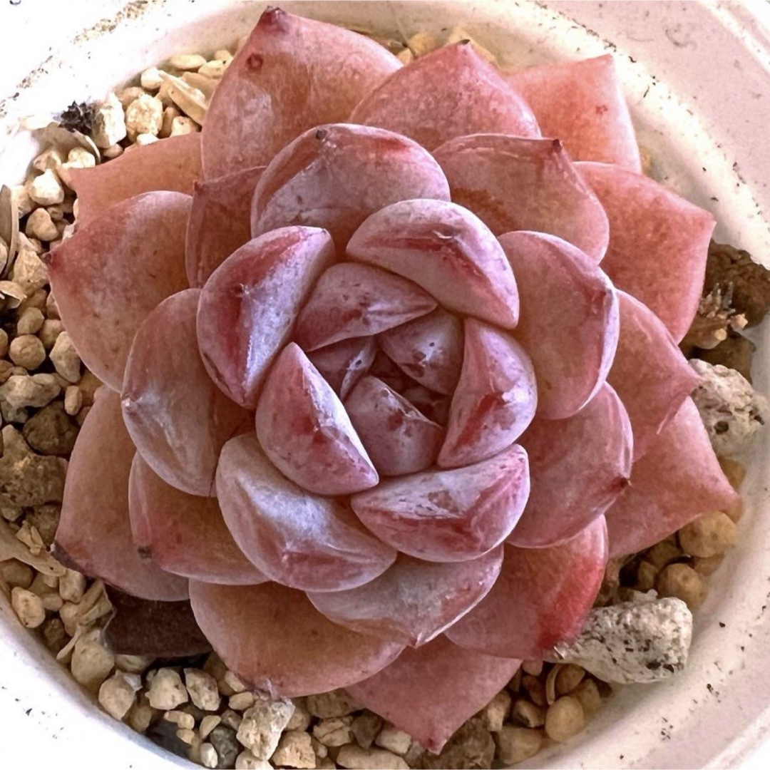 多肉植物 アイスシュガークリスタル 美苗 抜き苗の通販 by