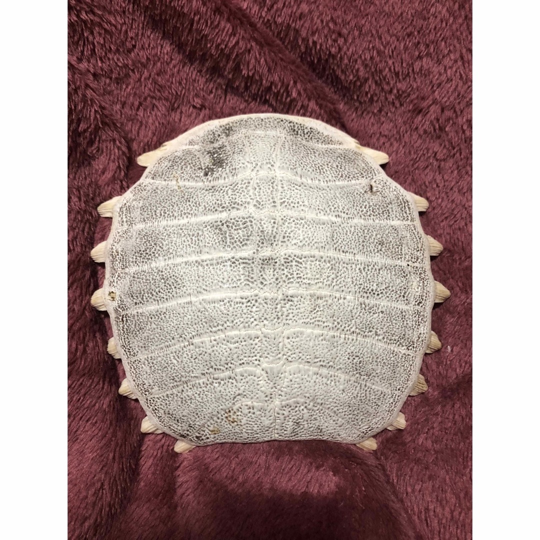 骨格 標本 カメ スッポン 背骨の通販 by happy's shop｜ラクマ