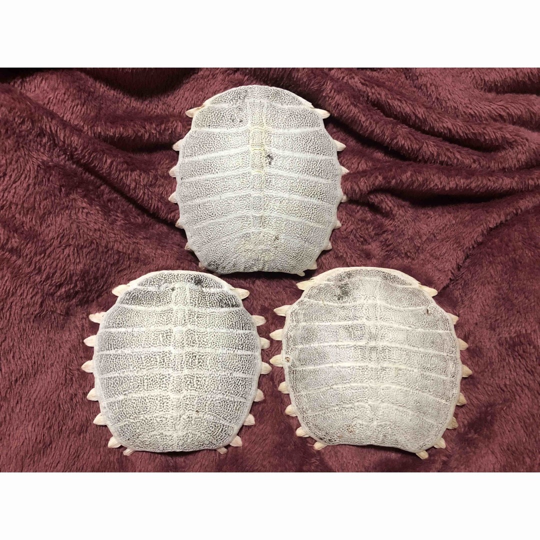 骨格 標本 カメ スッポン 背骨 3個の通販 by happy's shop｜ラクマ