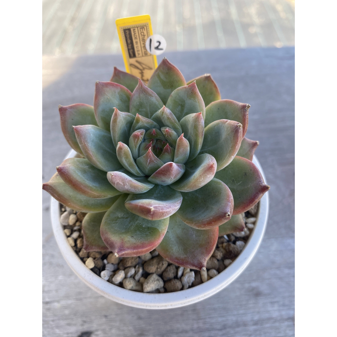 7 希少 SAMリンゼアナNo.6 カリフォルニア輸入 多肉植物 7 希少 SAM