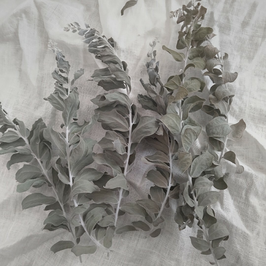 ミモザ パールアカシア 葉 シルバーリーフ ドライフラワーの通販 by