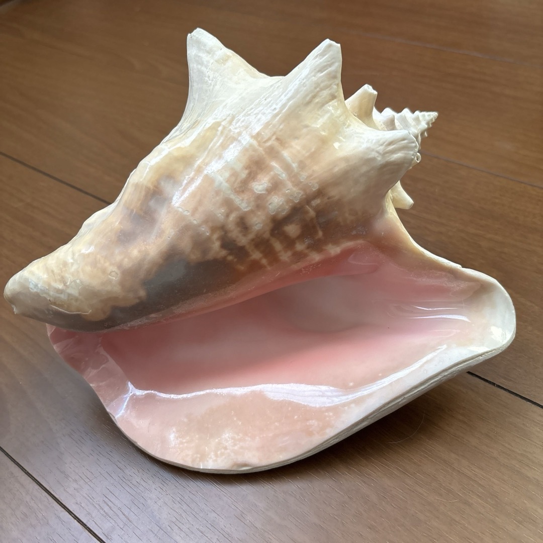 古代桃色法螺貝（ピンク貝）法螺貝 ほら貝 ホラガイ の通販 by iina's