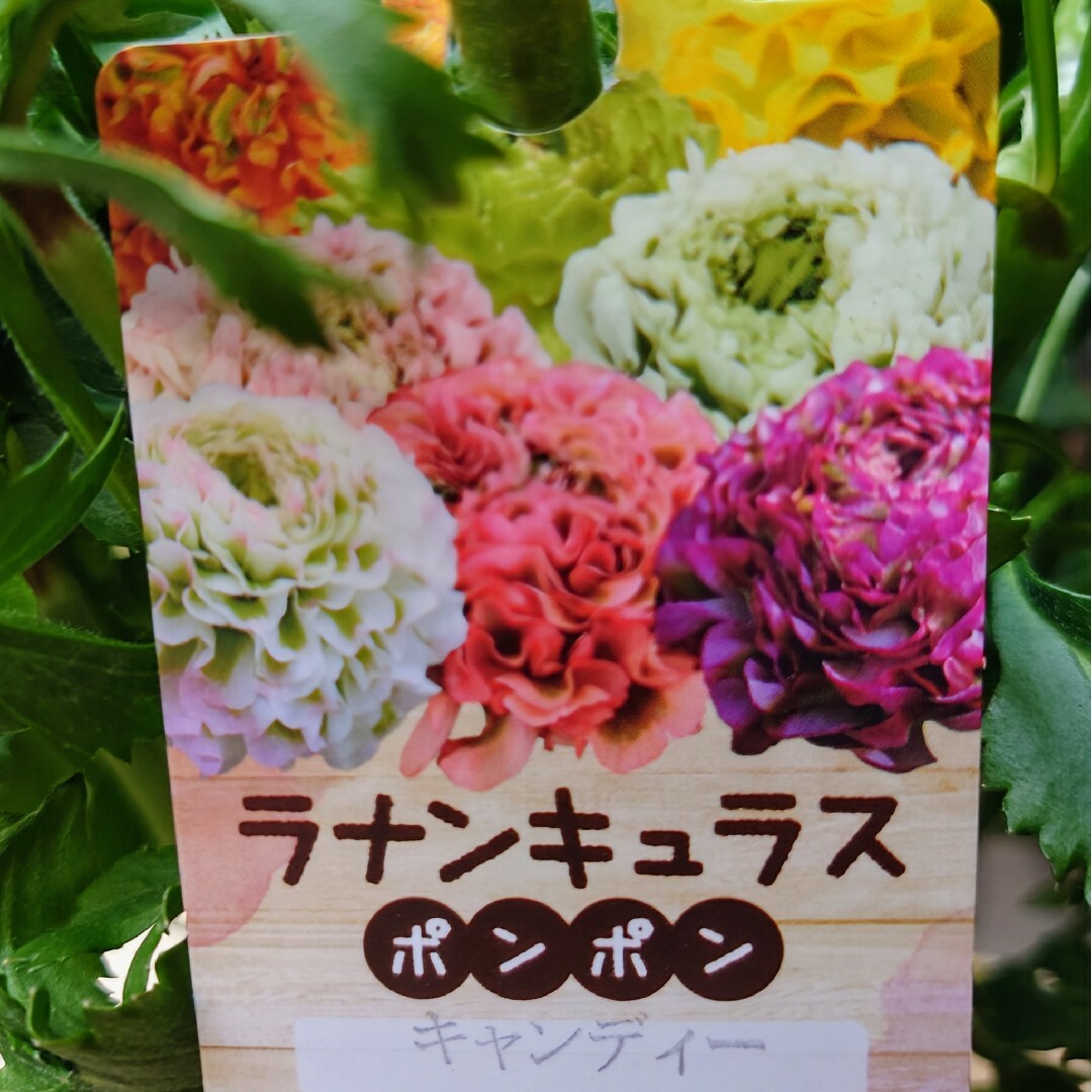 画像実物 ラナンキュラス ポンポン『キャンディ』6号 上品大人ピンク