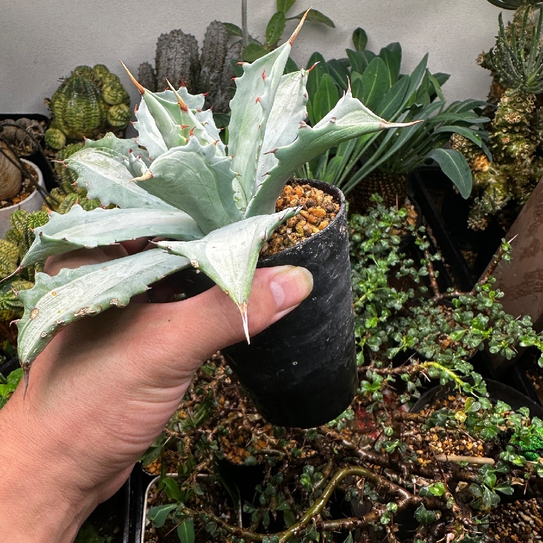 彪*丸様 アガベ 太陽神白中斑入り抜き苗発送 アガベ太陽神白中斑入り