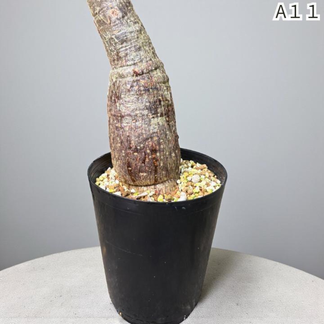 パキラ ミルキーウェイ × ムーンライト｜特殊曲げパラソル樹形A11