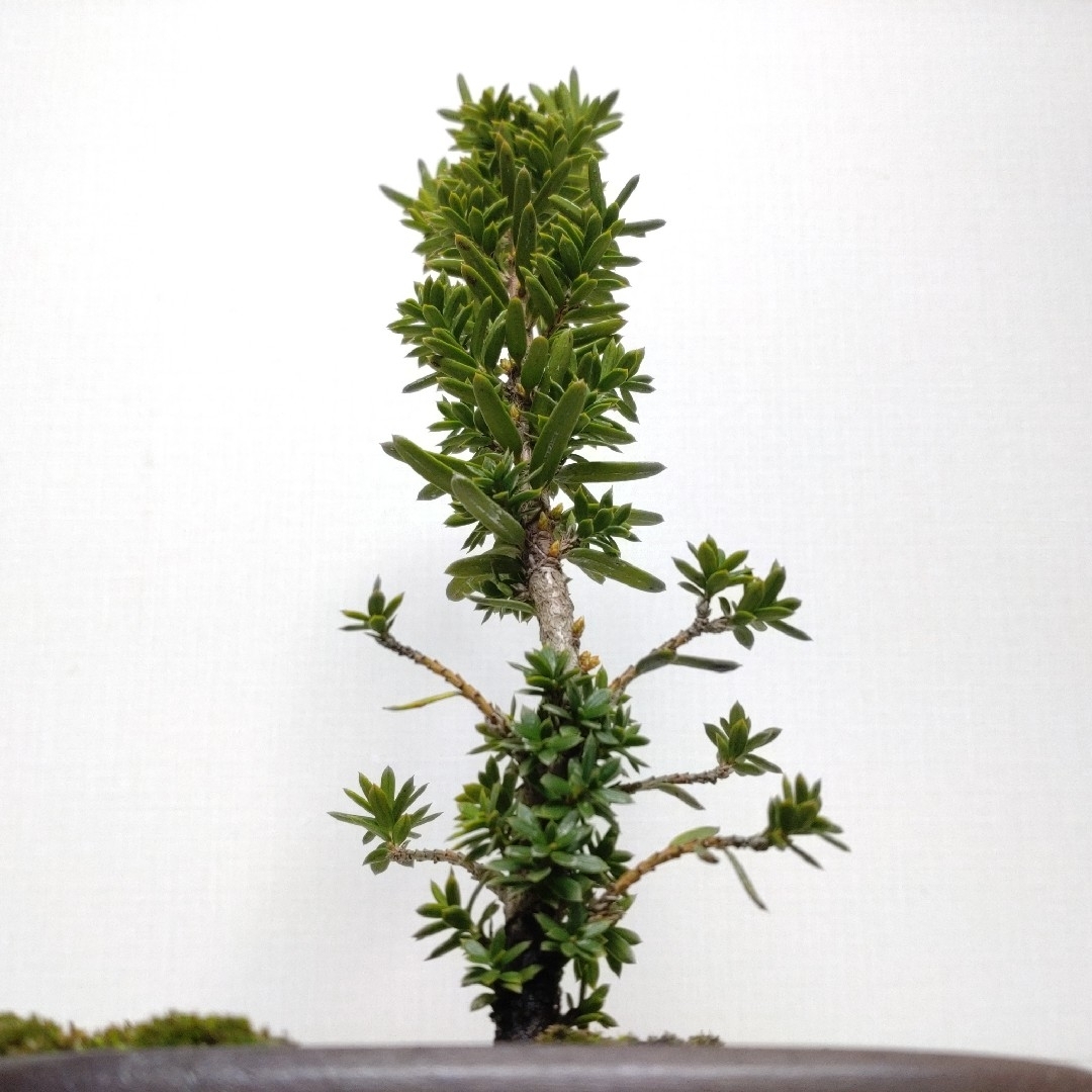 伽羅木（キャラボク）盆栽 CS201