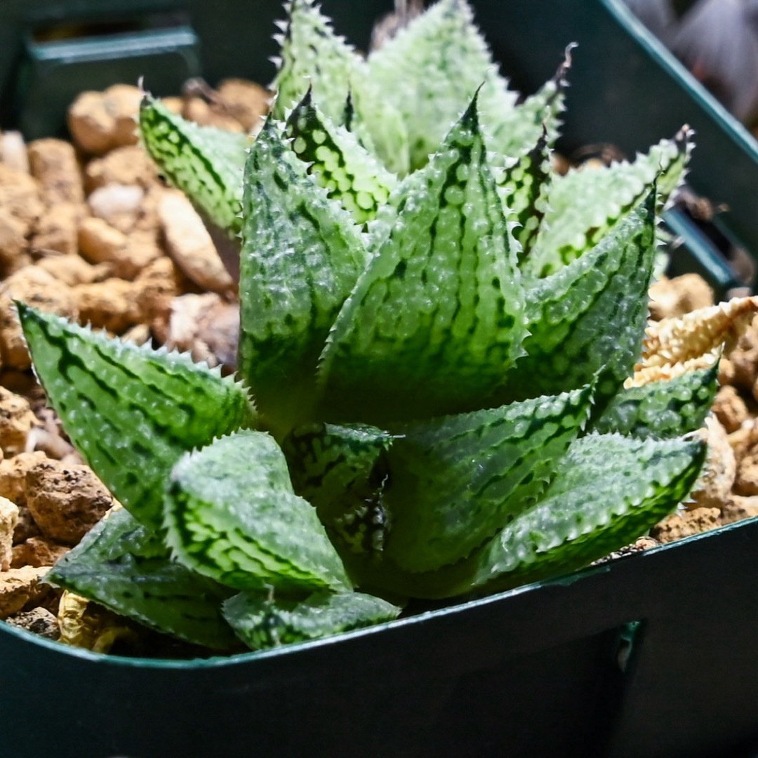 ハオルチア ナイルの雫