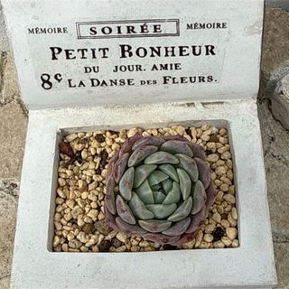 ☆センペルビウム12種セット☆お名前付き カット苗 多肉植物 寄せ植え