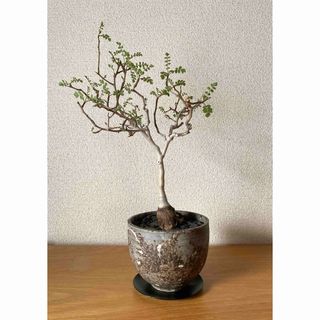 NEIGHBORHOOD（プランター）のフリマアイテム一覧