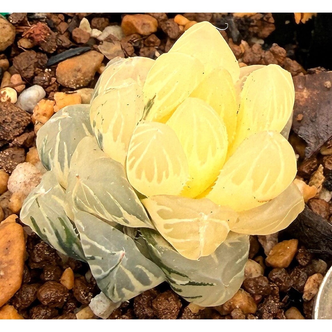 微根発根済‼️極上班‼️多肉植物 ハオルチア オブツーサ錦 水中月錦