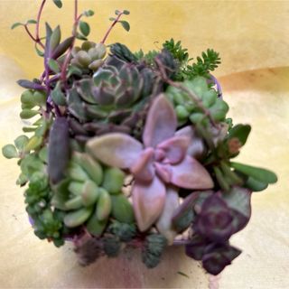 超特大！！ リュウビンタイの通販 by PLANTS SHOP ｜ラクマ