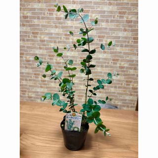 超特大！！ リュウビンタイの通販 by PLANTS SHOP ｜ラクマ