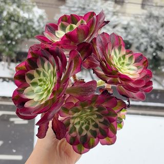 ③多肉植物 セダム 美苗☆ アップルベリー☆ 抜き苗の通販 by なす's