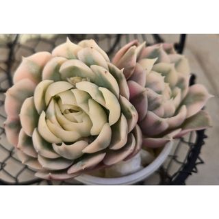 塊根 ユーフォルビア 薔薇大戟 3cm 1株の通販 by 愛多肉-(AI-TANIKU