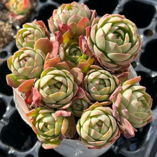 塊根 ユーフォルビア 薔薇大戟 3cm 1株の通販 by 愛多肉-(AI-TANIKU