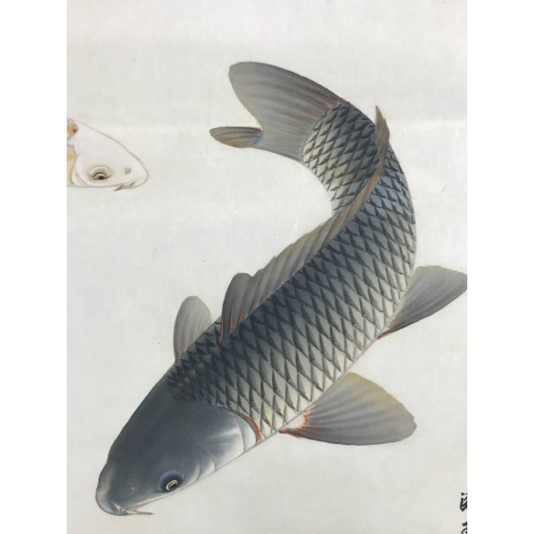 真作/上田陽凱/上田陽愷/朝陽遊鯉/游鯉/横物/花鳥図/掛軸☆宝船☆AK