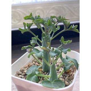 レア種❤️ブラックスワン⑤❤️黒鳥 アエオニウム 多肉植物 抜き苗 寄