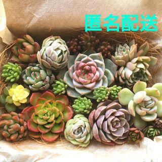 金の成る木 新花月錦 極美苗❣️抜き苗 おまけ付き❣️の通販 by マリ