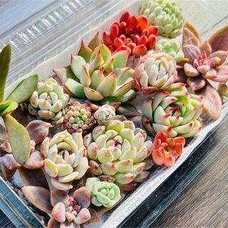 希少 バオバブ 苗 アダンソニア グランディディエリ 絶滅危惧種の通販