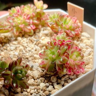 アエオニウム サンデルシー 多肉植物 の通販 by momo's shop｜ラクマ