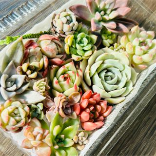 多肉植物 レッドベリー錦 抜き苗 斑入り 美苗 紅葉 綺麗 希少の通販 by