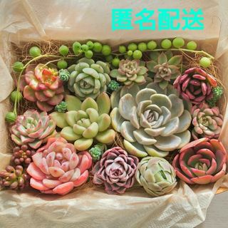 だるま姫秀麗 カット苗の通販 by coron's shop｜ラクマ