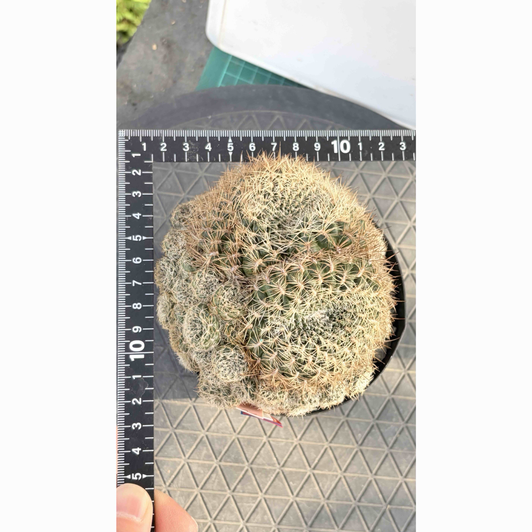 24 スルコレブチア・アルビシマ 台付 鉢付の通販 by アクアラボ｜ラクマ