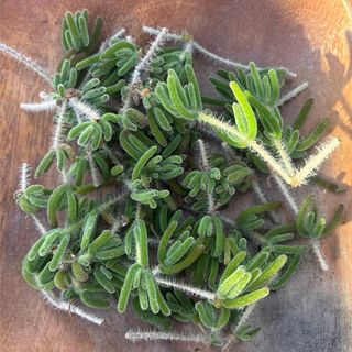 多肉植物 夕焼けの舞 3苗セットの通販 by RAHAMOUTO｜ラクマ