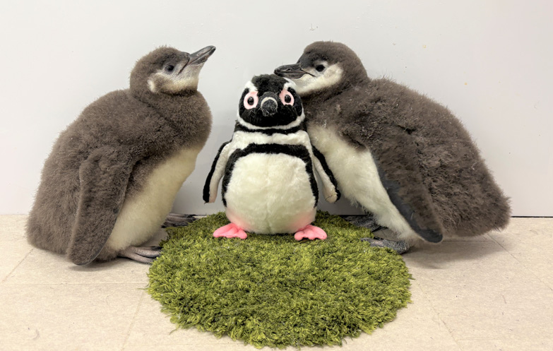 すみだ水族館で生まれた「マゼランペンギン」の赤ちゃん2羽がプール