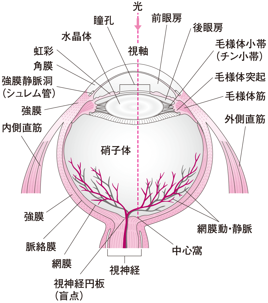 視覚のメカニズム――眼｜感じる・考える（3） | 看護roo![カンゴルー]