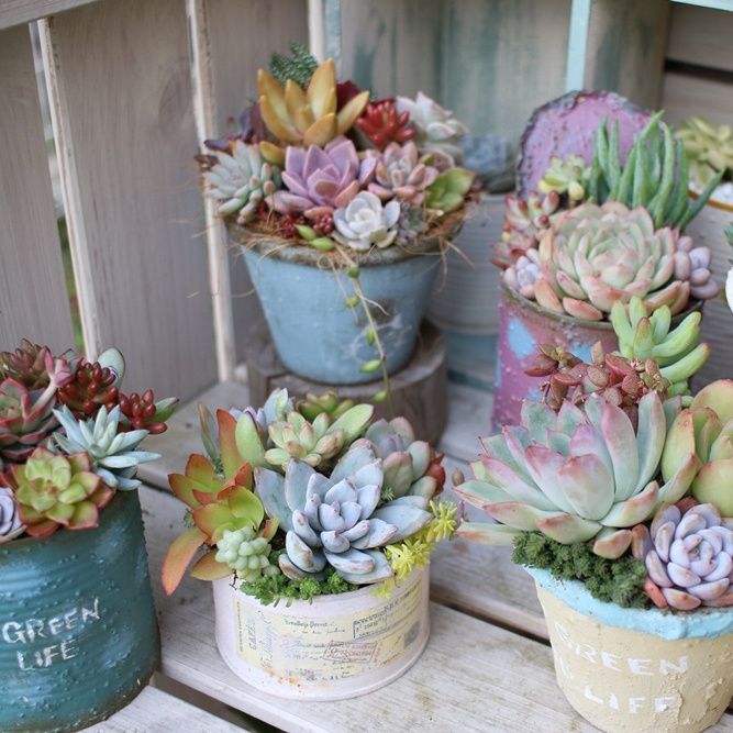 大人気】多肉と相性抜群！リメ缶＆リメ鉢の作り方｜ハンドメイドの