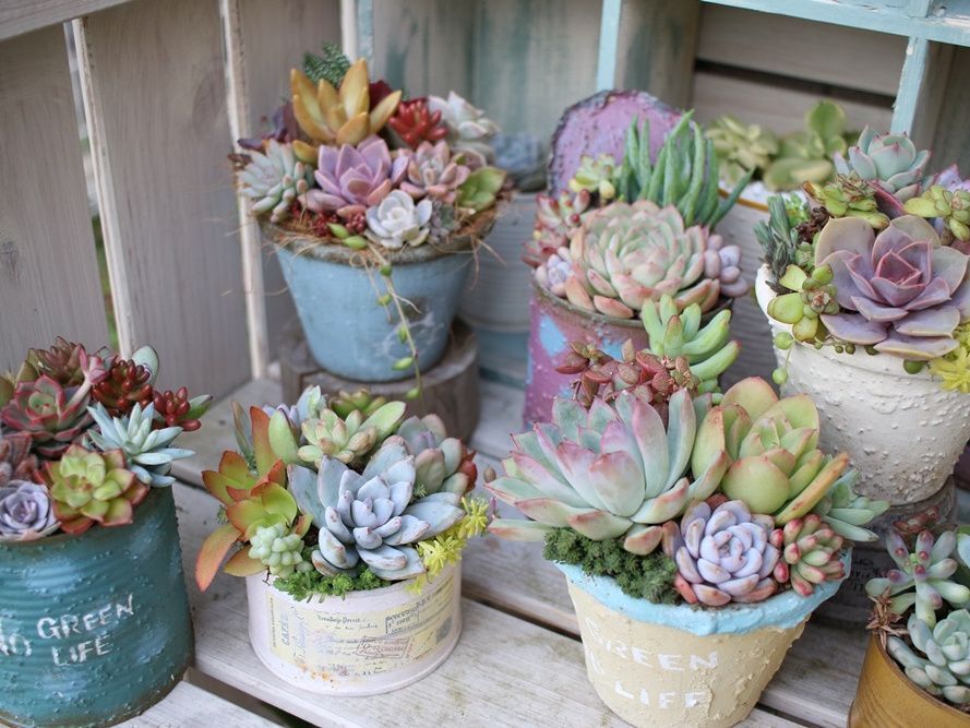 大人気】多肉と相性抜群！リメ缶＆リメ鉢の作り方｜ハンドメイドの