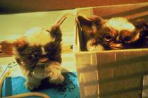 グレムリン DVD Limited BOX“モホーク