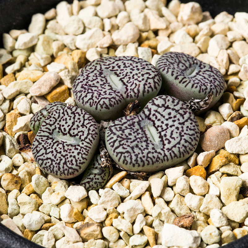 コノフィツム・ウィッテベルゲンセの基本情報・育て方｜多肉植物