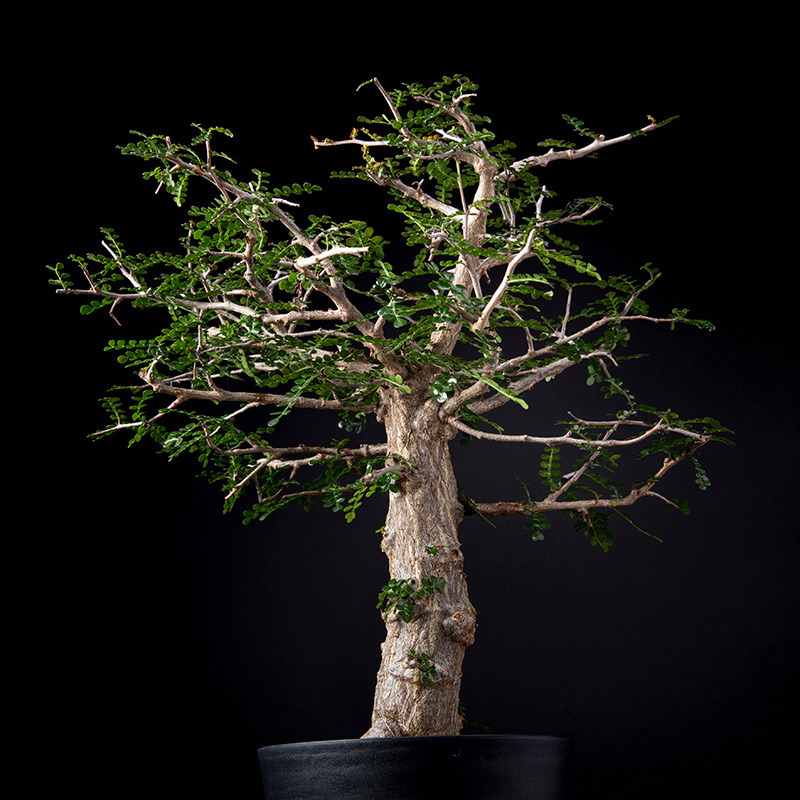 オペルクリカリア・デカリーの基本情報・育て方｜多肉植物・サボテン