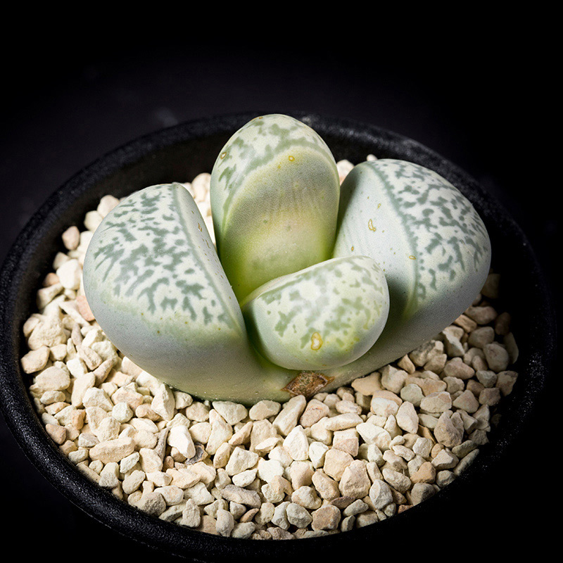 リトープス青磁玉の基本情報・育て方｜多肉植物・サボテン図鑑