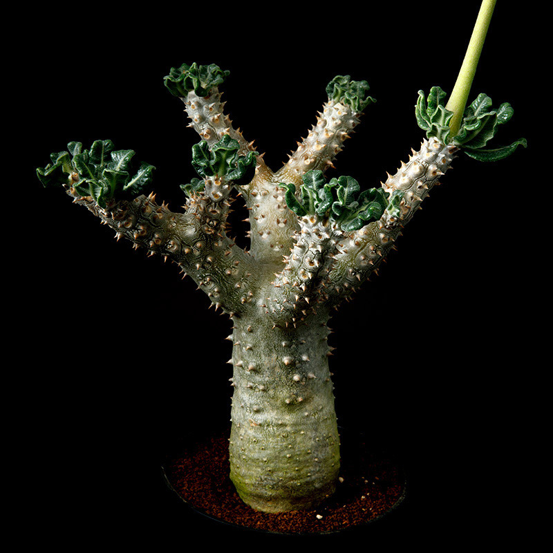 パキポディウム'タッキー'の基本情報・育て方｜多肉植物・サボテン図鑑