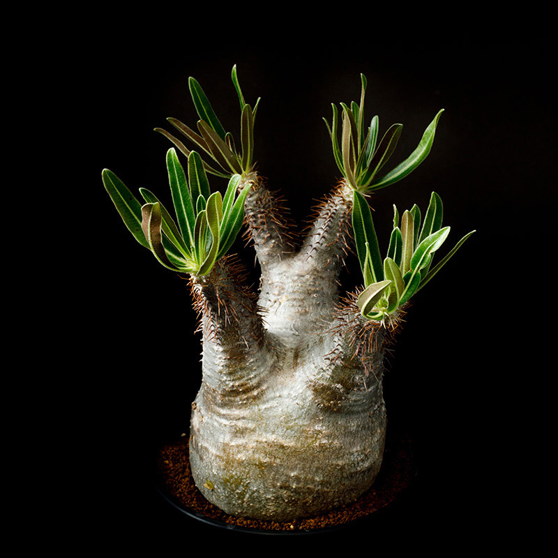 パキポディウム・グラキリウスの基本情報・育て方｜多肉植物・サボテン